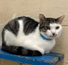 adoptable Cat in , AL named 251021  Ripley