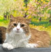 adoptable Cat in , AL named 251018  Peach & Boo