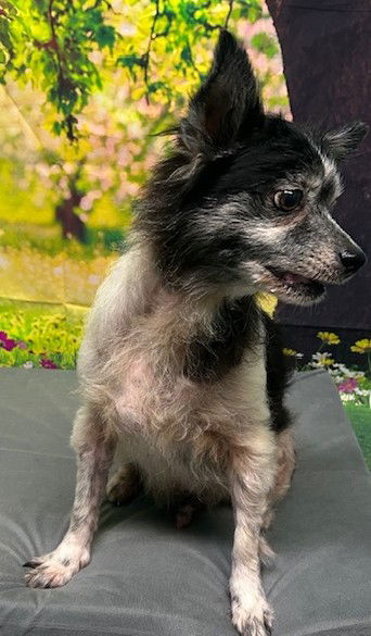 adoptable Dog in Wetumpka, AL named 251091  MoMo