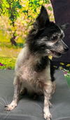 adoptable Dog in , AL named 251091  MoMo