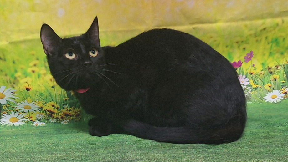 adoptable Cat in Wetumpka, AL named 250675  JiJi