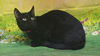 adoptable Cat in , AL named 250675  JiJi