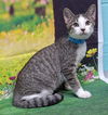 adoptable Cat in , AL named 250679  Itachi