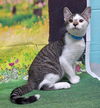 adoptable Cat in , AL named 250679 Kakashi