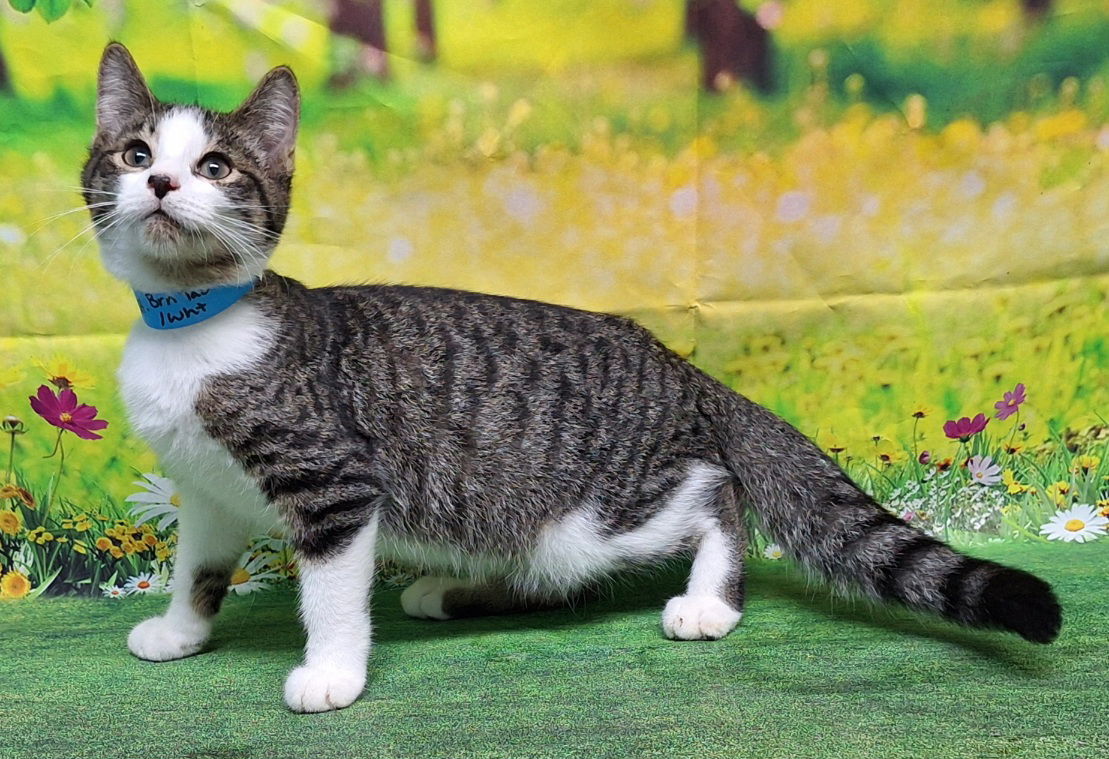 adoptable Cat in Wetumpka, AL named 250679  Naruto