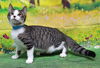 adoptable Cat in , AL named 250679  Naruto