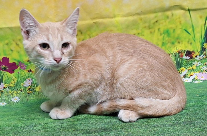 adoptable Cat in Wetumpka, AL named 250693  Toby