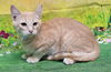 adoptable Cat in  named 250693  Toby