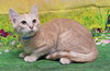 250693  Toby