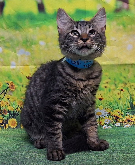 adoptable Cat in Wetumpka, AL named 250693  Tim