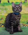 adoptable Cat in  named 250693  Tim