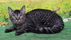 adoptable Cat in  named 250693  Bailey