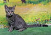 adoptable Cat in  named 250693  Lucy