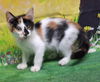 adoptable Cat in  named 250698  Hinata