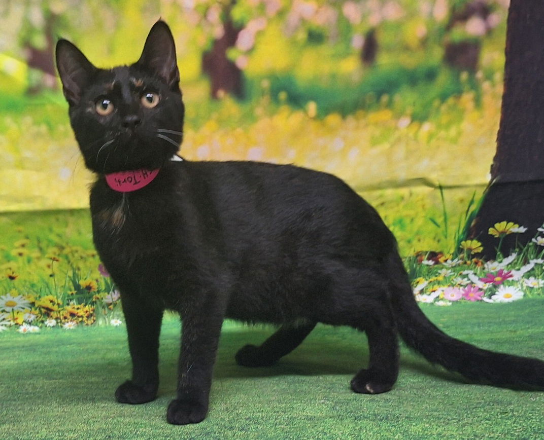 adoptable Cat in Wetumpka, AL named 250724  Marigold