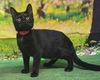 adoptable Cat in  named 250724  Marigold