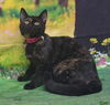 adoptable Cat in  named 250724  Daffodil