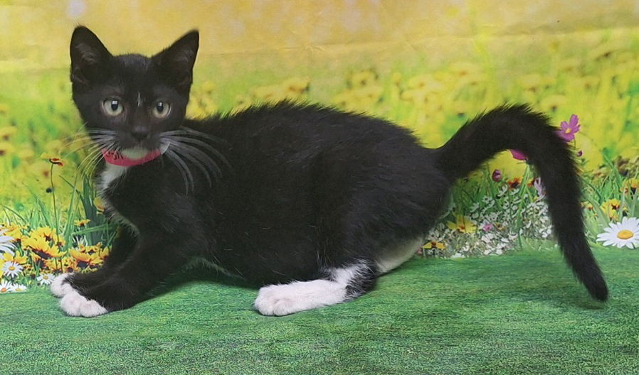 adoptable Cat in Wetumpka, AL named 250771 Chipotle