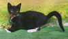 adoptable Cat in  named 250771  Chipotle