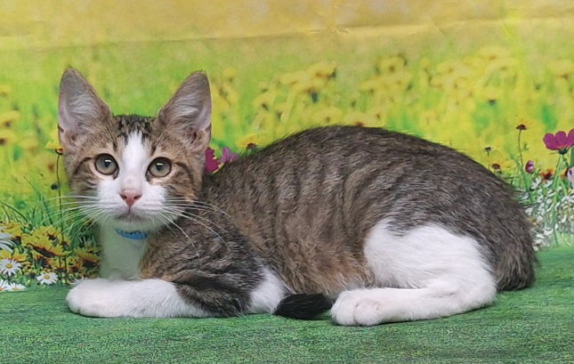 adoptable Cat in Wetumpka, AL named 250771  Mac Sauce
