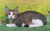 adoptable Cat in  named 250771  Mac Sauce