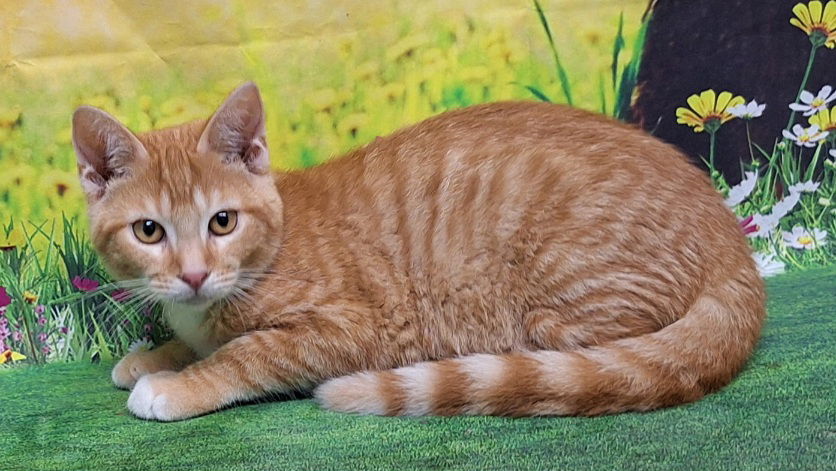 adoptable Cat in Wetumpka, AL named 250771 Honey Mustard