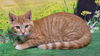 adoptable Cat in  named 250771  Honey Mustard