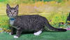 adoptable Cat in  named 250698  Salt
