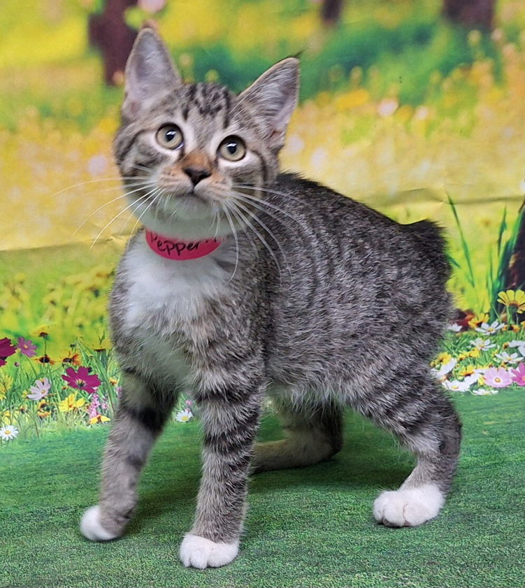 adoptable Cat in Wetumpka, AL named 250698  Pepper