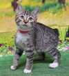 adoptable Cat in , AL named 250698  Pepper