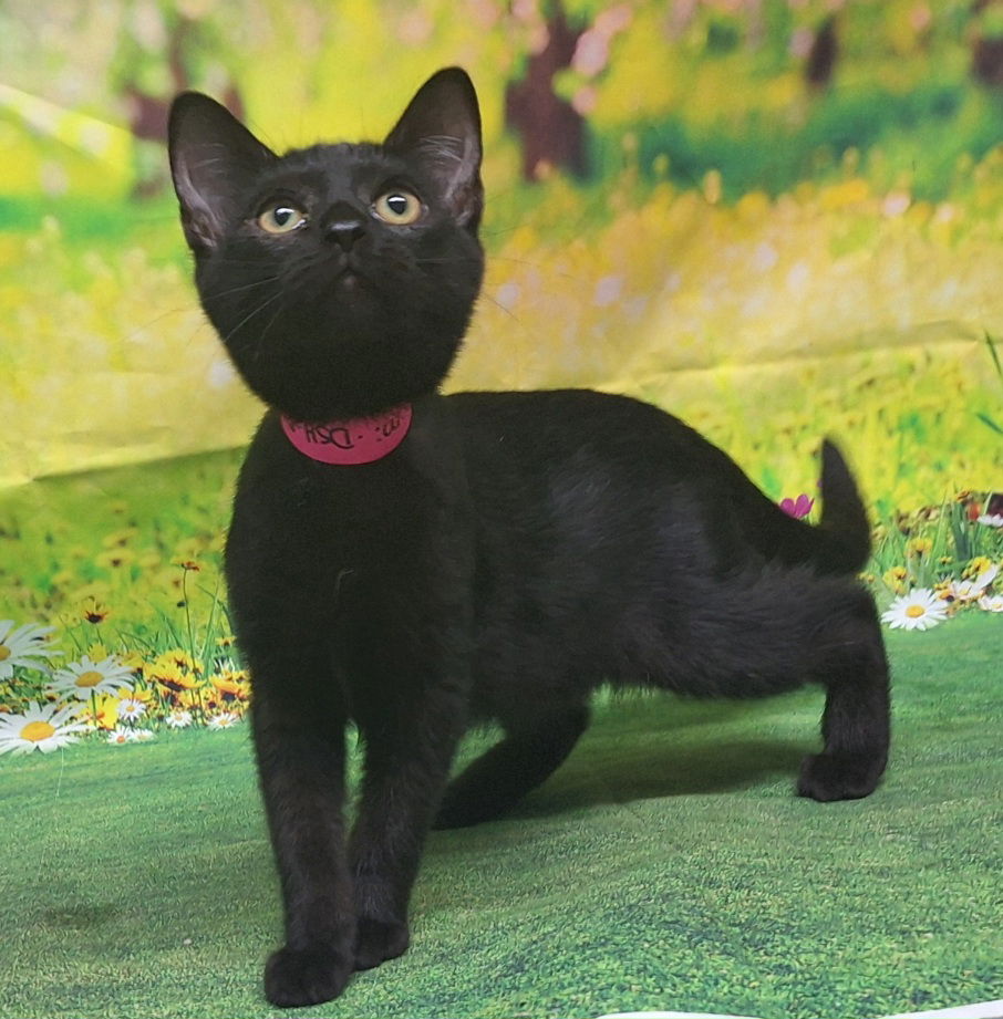 adoptable Cat in Wetumpka, AL named 250835  Mimi