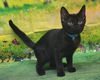 adoptable Cat in  named 250835  Papa