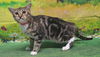 adoptable Cat in  named 250857  Puddin