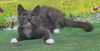 adoptable Cat in  named 250870  GranGran