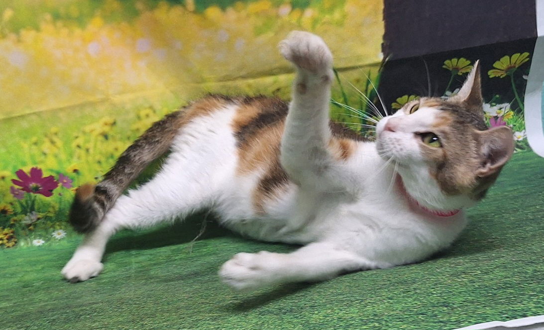 adoptable Cat in Wetumpka, AL named 250909 Mallory