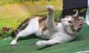 adoptable Cat in  named 250909  Mallory