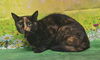 adoptable Cat in  named 250968  May