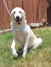adoptable Dog in  named 251001  Sonny