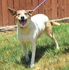 adoptable Dog in  named 250914  Ellie