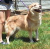 adoptable Dog in  named 251118  Punkin