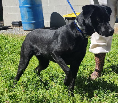 picture of the dog needing adoption