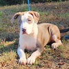 251131  Huckle