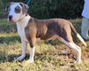 251131  Huckle