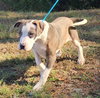 251131  Huckle