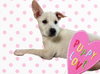 251072  Dottie