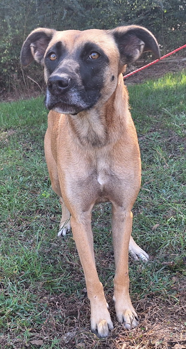 251273  Koda
