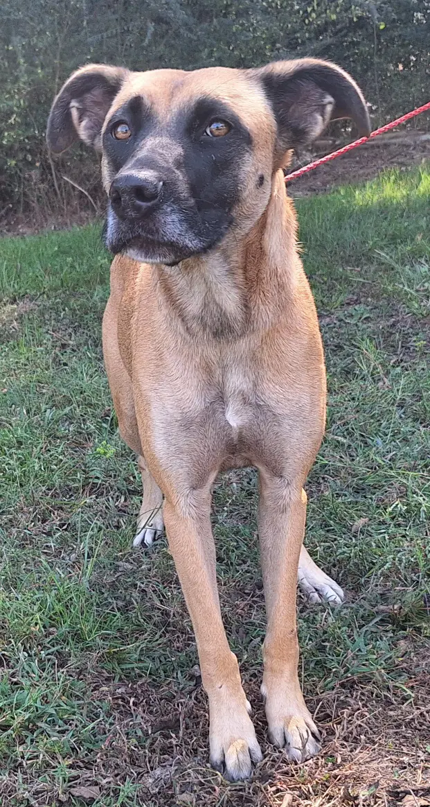 Koda - Shepherd