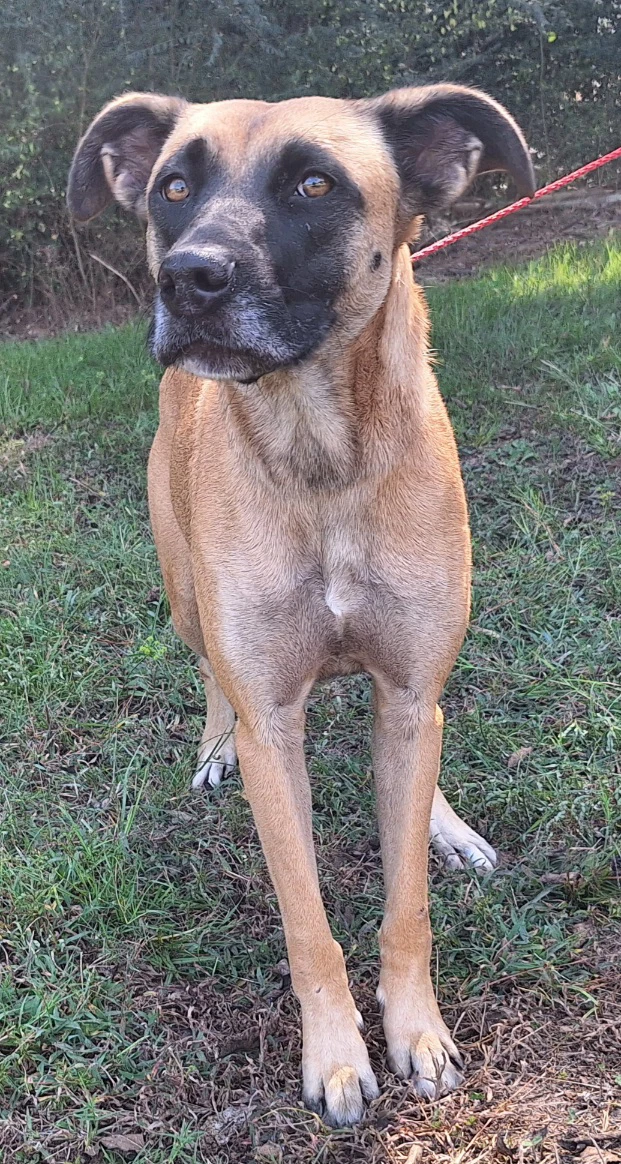 Koda