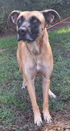 251273  Koda