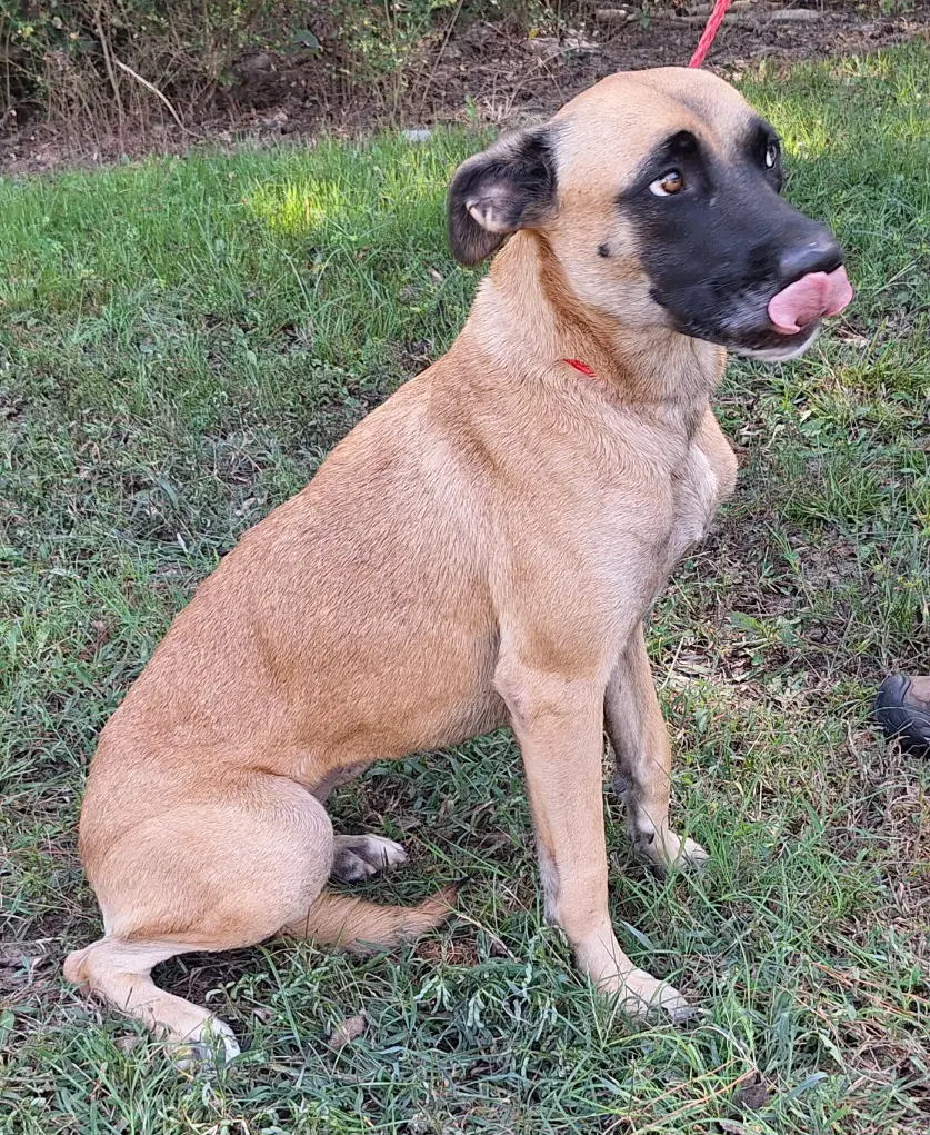 Koda image 2